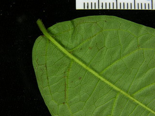 Combretum decandrum, leaf bottom stem