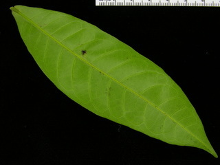 Combretum laxum, leaf bottom