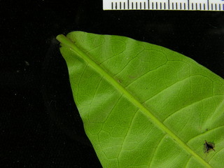 Combretum laxum, leaf bottom stem