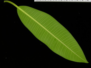 Ficus insipida, leaf bottom