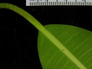 Ficus insipida, leaf bottom stem