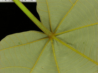 Ochroma pyramidale, leaf bottom stem