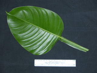 Philodendron sp DL BC192, leaf bottom