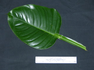 Philodendron sp DL BC192, leaf top