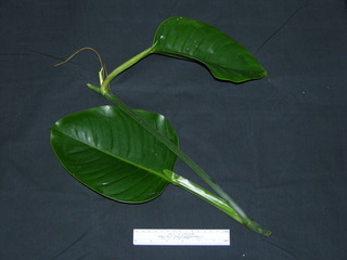 Philodendron sp DL BC192, leaves