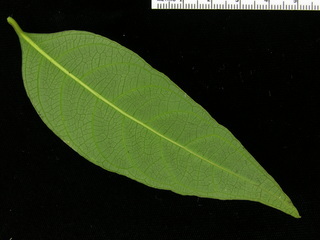 Psychotria deflexa, leaf bottom