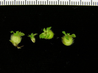 Sabicea villosa, flower and fruit