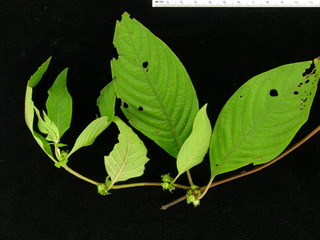 Sabicea villosa, fruit, flower, and leaves