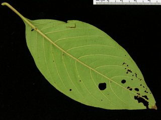 Sabicea villosa, leaf bottom