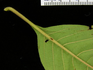 Sabicea villosa, leaf bottom stem