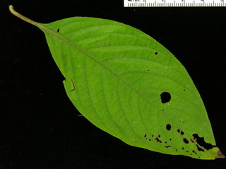 Sabicea villosa, leaf top