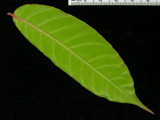 Spondias mombin, leaf bottom