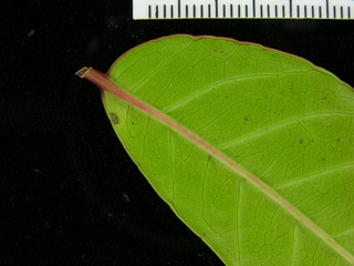 Spondias mombin, leaf bottom stem