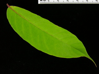 Spondias mombin, leaf top