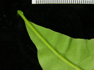 Allophylus psilospermus, leaf bottom stem