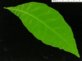 Allophylus psilospermus, leaf top