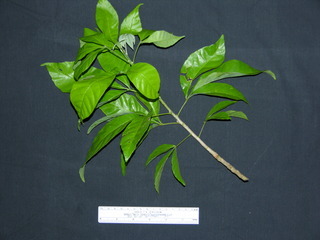 Allophylus psilospermus, leaves