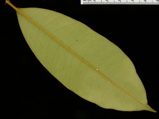 Chrysophyllum cainito, leaf bottom