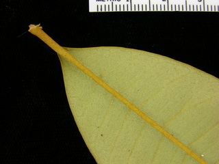 Chrysophyllum cainito, leaf bottom stem