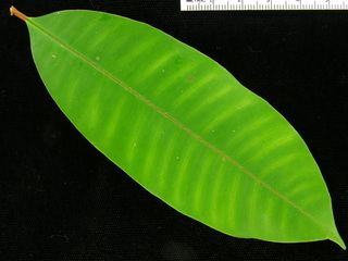 Chrysophyllum cainito, leaf top