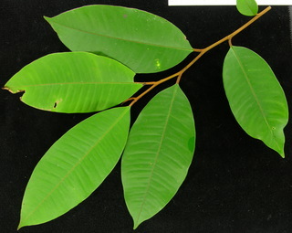 Chrysophyllum cainito, leaves