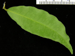 Eugenia nesiotica, leaf bottom
