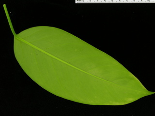 Philodendron sp DL BC230, leaf bottom