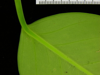 Philodendron sp DL BC230, leaf bottom stem
