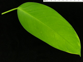 Philodendron sp DL BC230, leaf top