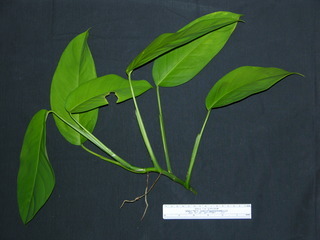 Philodendron sp DL BC230, leaves