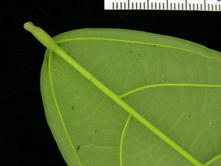 Quararibea asterolepis, leaf bottom stem