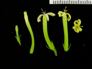 Strychnos panamensis, flower