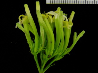 Strychnos panamensis, flower cluster