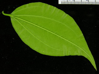 Strychnos panamensis, leaf bottom