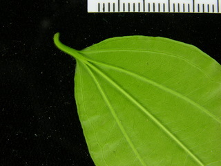 Strychnos panamensis, leaf bottom stem