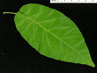 Tabebuia guayacan, leaf top