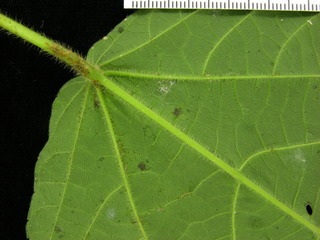 Acalypha macrostachya, leaf bottom stem