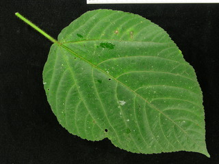 Acalypha macrostachya, leaf top