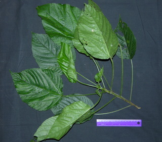 Acalypha macrostachya, leaves