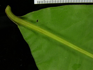 Ardisia standleyana, leaf bottom stem