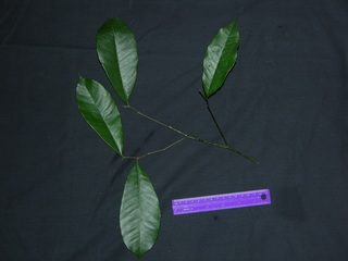 Brosimum alicastrum, leaves