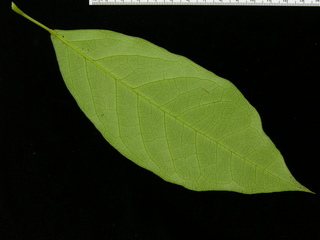 Capparis frondosa, leaf bottom