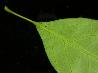 Capparis frondosa, leaf bottom stem