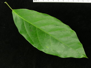 Capparis frondosa, leaf top