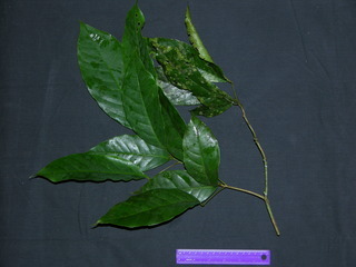 Capparis frondosa, leaves