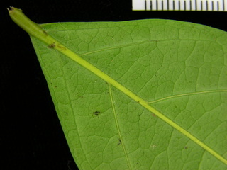 Cordia lasiocalyx, leaf bottom stem
