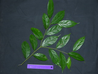 Cordia lasiocalyx, leaves