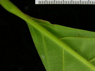 Doliocarpus multiflorus, leaf bottom stem