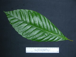 Doliocarpus multiflorus, leaf top