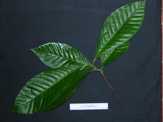 Doliocarpus multiflorus, leaves